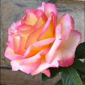 Meet your Posher, Lucy